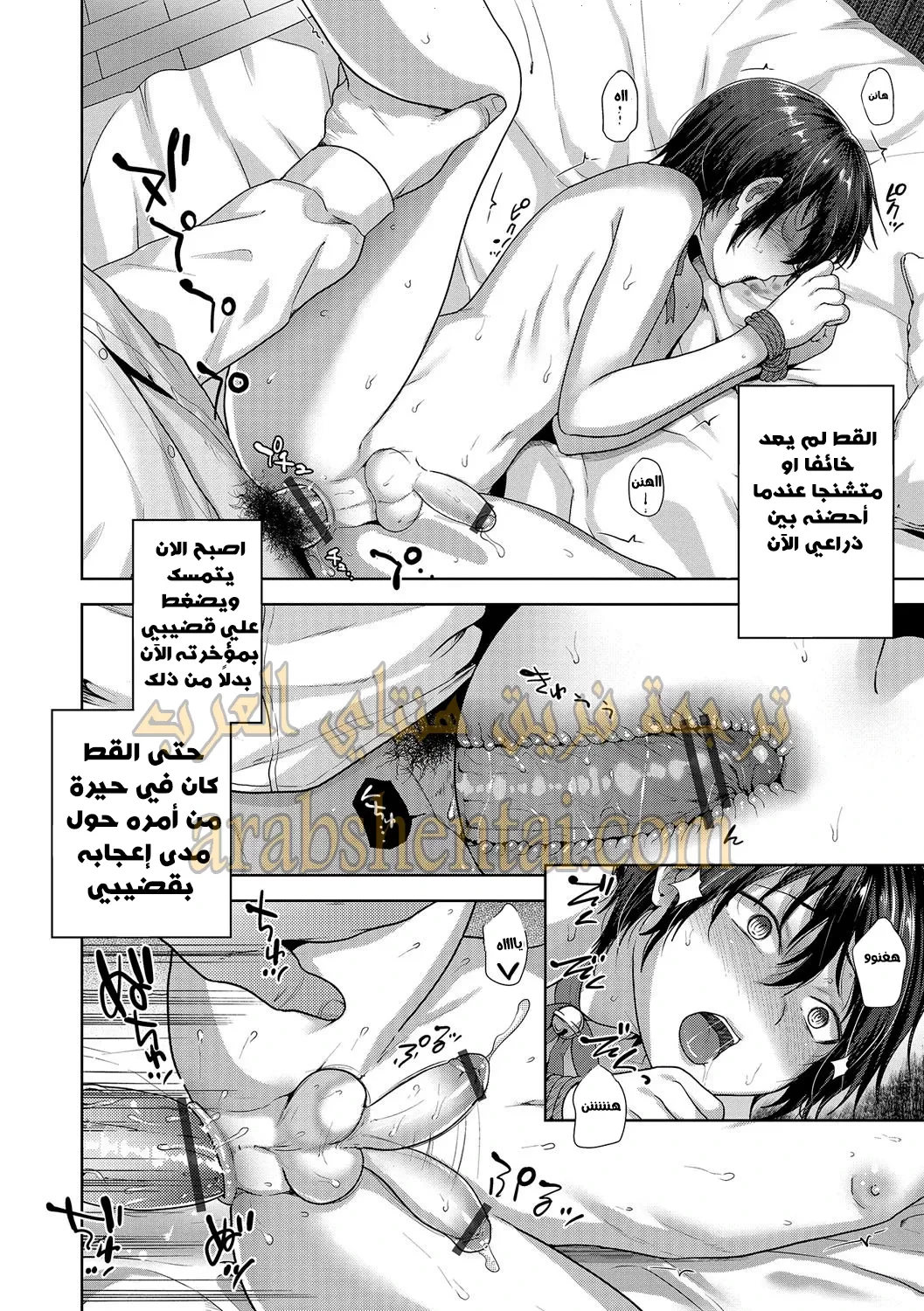 تدريب قط شارد - 1 - 64f9f26a359dd.webp