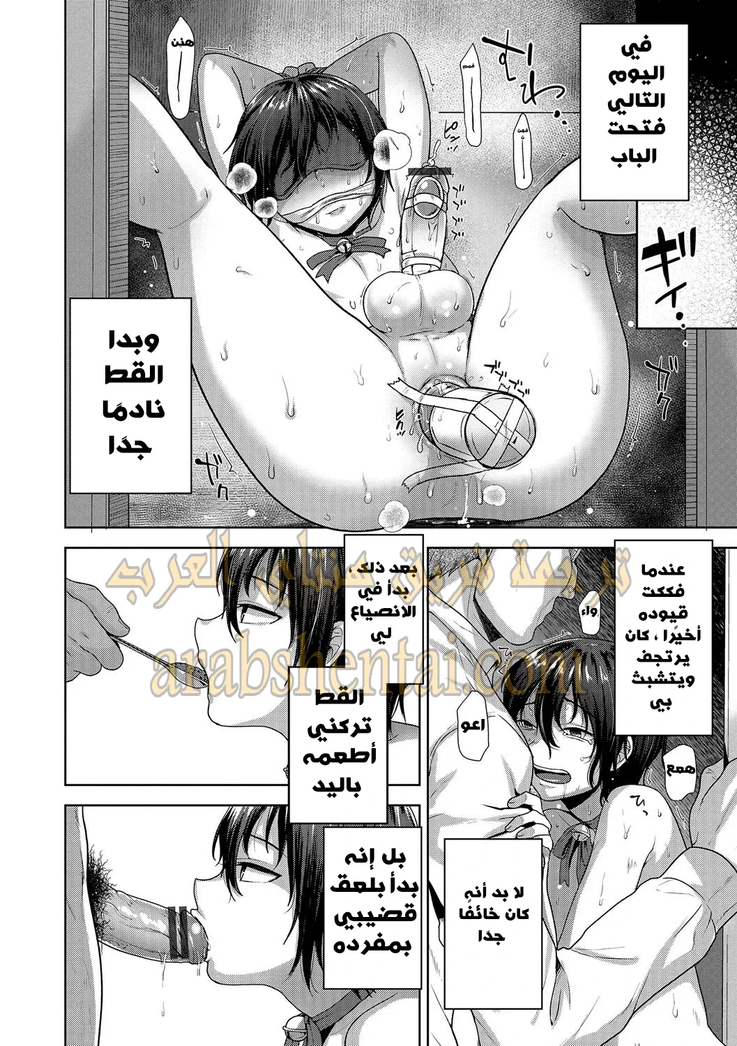 تدريب قط شارد - 1 - 64f9f26aee242.webp