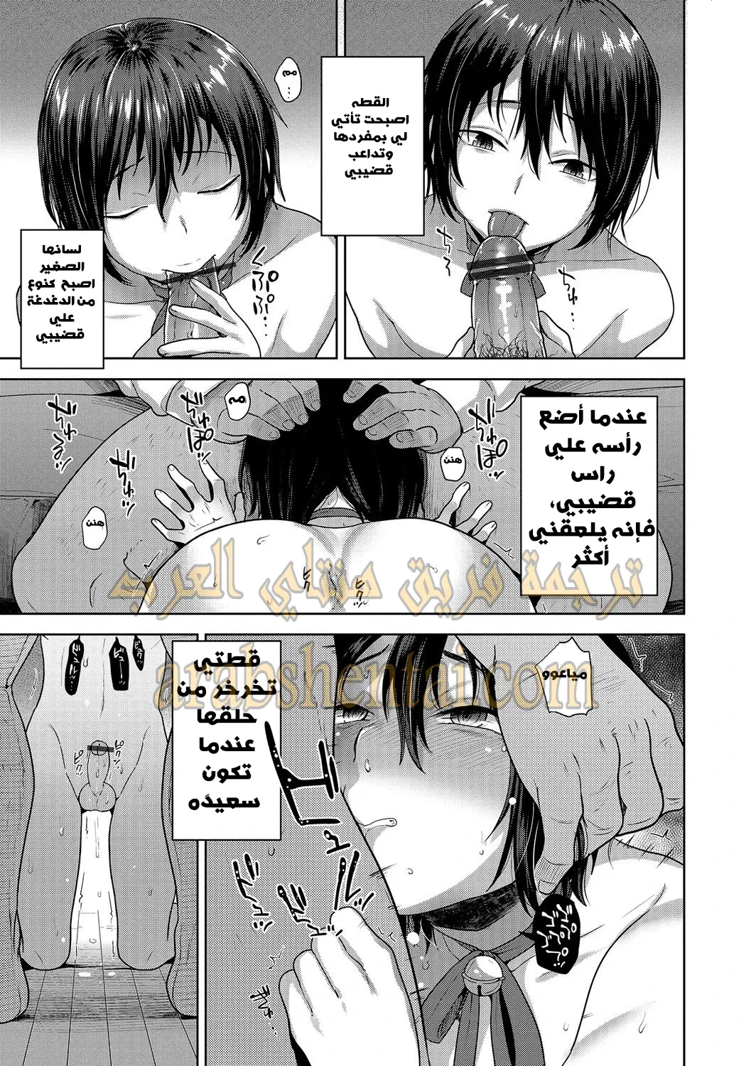 تدريب قط شارد - 1 - 64f9f26b54ca1.webp